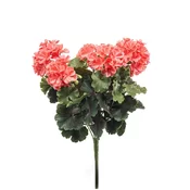 Geranija grm x15 UV peach 41cm - roza - 25 do 50 cm