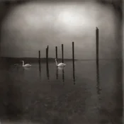 Om - Conference Of The Birds (CD)