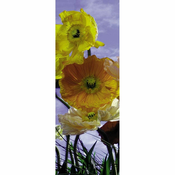 KOMAR Foto tapet 2-1257, 92x220cm
