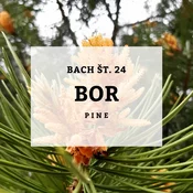 Bachove kapljice 24, Bor - Pine, 10 ml
