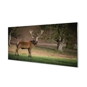 tulup.si Stenska plošča za kuhinjo Deer na področju 125x50 cm