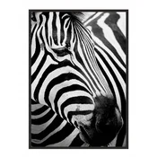 shumee PLAKAT ZA SLIKE V OKVIRJU 43x33 cm Zebra 7 P578