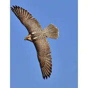 Falcon: Birds of Prey in the Genus Falco, Which Includes about 40 Species. Falcons Are Widely Distributed on All Continents of