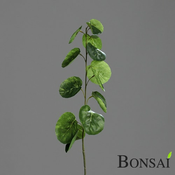 Cotinus veja 80 cm - zelena - 76 do 100 cm
