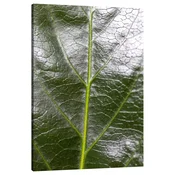 shumee Platno z motivom praprotnega lista, 80x120 cm
