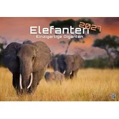 Elefanten - einzigartige Giganten - 2027 - Kalender DIN A3