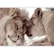 artgeist Fototapeta Lion Tenderness, 250x175cm