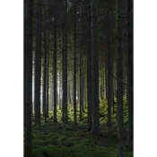 Venture Design Poster Woods 70x100 cm Zelena