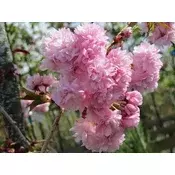 PRUNUS SERRULATA KIKU SHIDARE ZAKURA, JAPONSKA ČEŠNJA