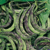ANELLINO DI TRENTO NIZKI FIŽOL 250gr
