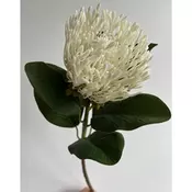 PROTEA