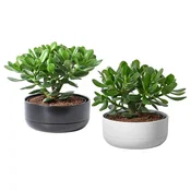 CRASSULA OVATA Lončnica s cvetličnim loncem, afriška tolstica/različne barve, 22 cm