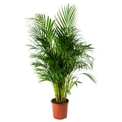 DYPSIS LUTESCENS Lončnica, Zlatolistna palma, 24 cm