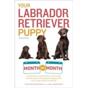 Your Labrador Retriever Puppy Month by Month