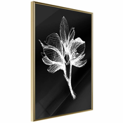 Poster - White Plant 20x30