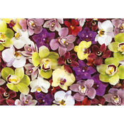 Educa - Puzzle Kolaž orhideja - 1 000 dijelova