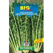 RADIČ KATALONSKI - Big pack 20g