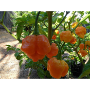 Trinidad Scorpion Yellow sadnica