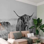 Foto tapeta - Highland Cattle 350x256 Standard