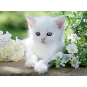 Ravensburger - Puzzle White Kitten - 1 500 kosov
