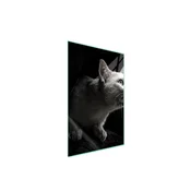 shumee Steklena deska za rezanje 35x52 Cat