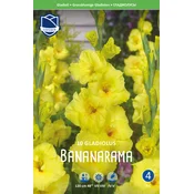 Čebulice Gladiola Banarama, 10 kosov