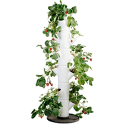 Gusta Garden Jagoda - Sissi Strawberry Classic