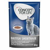 Ekonomično pakiranje: Concept for Life 48 x 85 g - British Shorthair Adult (Ragout)