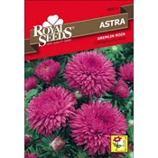 SEME ROYAL SEEDS 14 Astra Gremlin Roza
