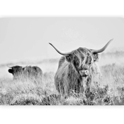 artgeist Fototapeta Highland Cattle, 250x175cm