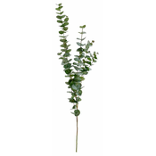 Shishi Vejica evkaliptusa 120 cm