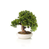 Umetni bonsai Japonica 37cm v beli posodi - 25 do 50 cm - 51 do 70 cm