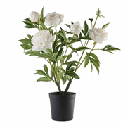 Lene Bjerre Potonika (Paeonia) beli grm, 66 cm