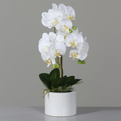 Orhideja bela 55 cm v belem loncu - bela