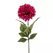 Dalija beauty 66 cm - roza - 50 do 75 cm