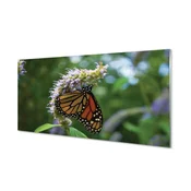 tulup.si Slika na akrilnem steklu Flower pisane metulj 125x50 cm 4 obešalnika