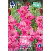 Čebulice Gladiola Hugo, 10 kosov