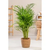 GROW by OBI Palma areka Arrow 110-120 cm O lončka pribl. 24 cm