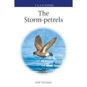 The Storm-petrels