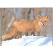 TARČA ŽIVALI TRU LIFE FOX