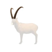 SRT Target 3D Ibex Horns