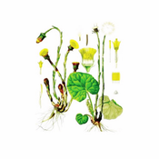 Podbel (Tussilago farfara), 100g