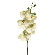 Orhideja RT bela 58cm - bela - 50 do 75 cm