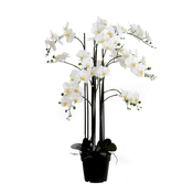 PHALAENOPSIS KREM V117cm V LONCU fi35cm