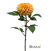 Umetna dalija 74 cm Peach - 50 do 75 cm