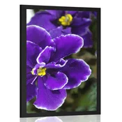 Plakat vijolica - 30x45 black