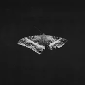 Kendrick Lamar - To Pimp a Butterfly