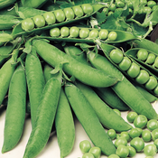 GRAH KELVEDON 250gr
