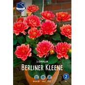 Čebulice dalija Berliner Kleene, 1 kos