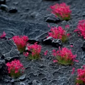 Pink Flowers - Wild